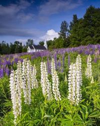 White Lupines At Sugar Hill | Obraz na stenu