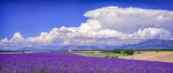 Cloud Bank Over Lavender - Panorama | Obraz na stenu