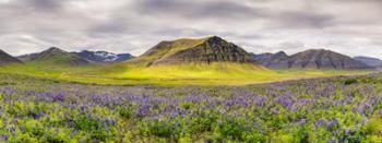 Lupines and Mountains - Panorama | Obraz na stenu