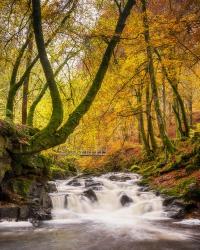 Bridge over Moness Gorge - Vertical | Obraz na stenu