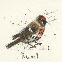 Redpoll | Obraz na stenu