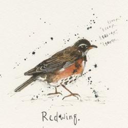 Redwing | Obraz na stenu