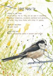 Long Tailed Tit Postcard | Obraz na stenu