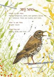 Song Thrush Postcard | Obraz na stenu