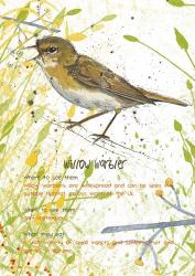 Willow Warbler Postcard | Obraz na stenu