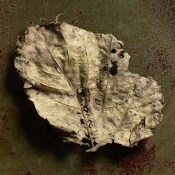 Leaf Torn | Obraz na stenu