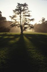 Tree and Light | Obraz na stenu