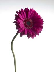 Pink Gerbera 1 | Obraz na stenu