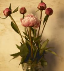 Peonies | Obraz na stenu