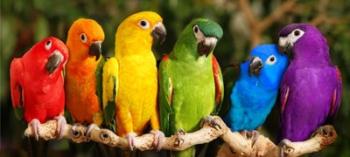 Rainbow Parrots | Obraz na stenu