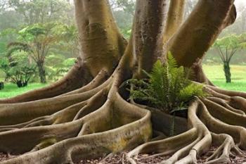 Roots Sarasots Big Tree | Obraz na stenu