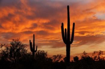 Saguaros Amazing Sunset | Obraz na stenu