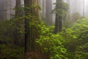 Redwoods Fog | Obraz na stenu