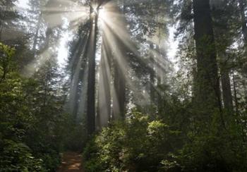 Redwoods NP Ladybird Johnson Lightbeam | Obraz na stenu