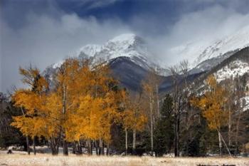 RMNP Aspens and Storm Clouds | Obraz na stenu