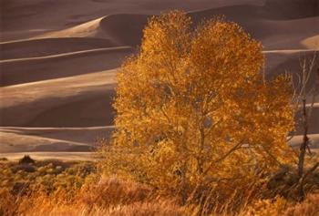 Sand Dunes NP | Obraz na stenu