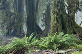 Washington Olympic NP Foggy Ferns | Obraz na stenu