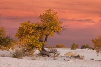 White Sands Yellow Tree | Obraz na stenu