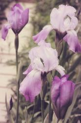 Irises | Obraz na stenu