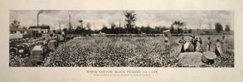 Picking Cotton in GA 1915 | Obraz na stenu