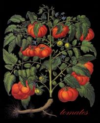 Tomates | Obraz na stenu