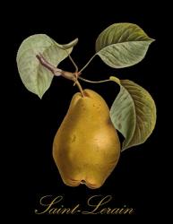 St. Lerain Pear | Obraz na stenu