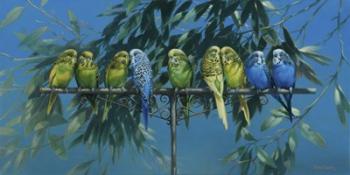 Budgies | Obraz na stenu