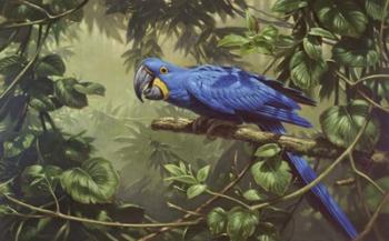 Hyacinth Macaw | Obraz na stenu