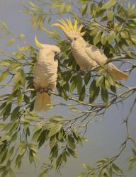 Pair of Cockatoos | Obraz na stenu