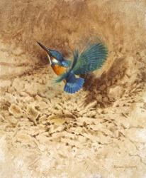 Kingfisher Study | Obraz na stenu