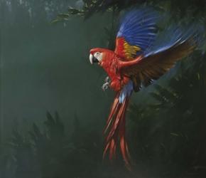 Parrot in Flight | Obraz na stenu