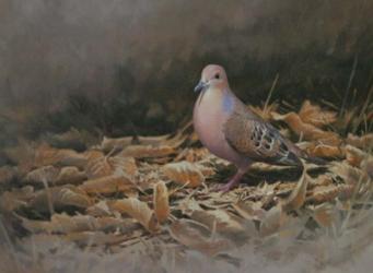 Mourning Dove | Obraz na stenu