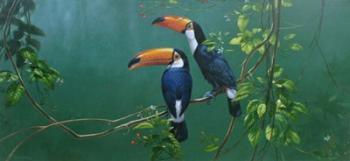 Toucans | Obraz na stenu