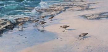 Sanderlings | Obraz na stenu