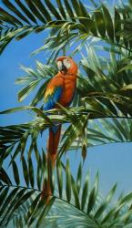 Scarlet Macaw 1 | Obraz na stenu