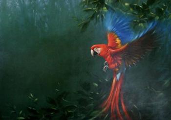 Scarlet Macaw 2 | Obraz na stenu