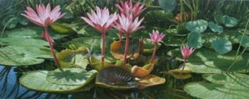 Lily Pond | Obraz na stenu