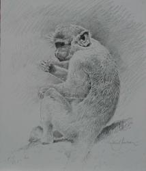 Monkey Sketch 2 | Obraz na stenu