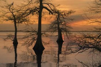 Three Trees on Water | Obraz na stenu