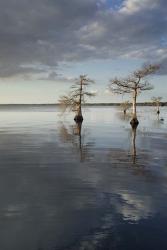 Trees at Lake 3 | Obraz na stenu