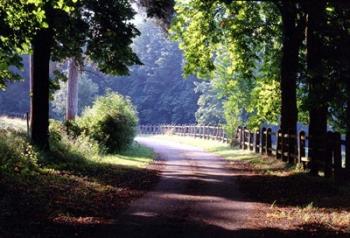 Path Into the Woods, Burgandy, France 99 | Obraz na stenu