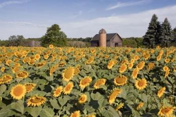 Sunflowers & Barn, Owosso, MI 10 | Obraz na stenu