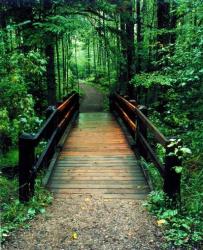 Wooden Bridge, Sundell, Michigan 90 | Obraz na stenu