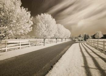 Trees & Shadows, Shipshewana, Indiana 11 | Obraz na stenu