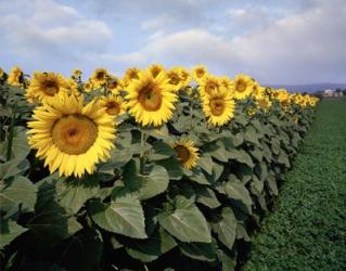 Sunflowers Sentinels, Rome, Italy 87 | Obraz na stenu