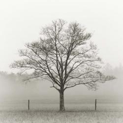 Winter Tree, Cades Cove | Obraz na stenu