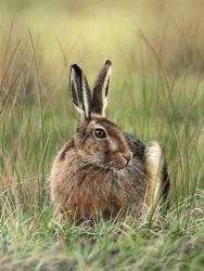 Brown Hare | Obraz na stenu