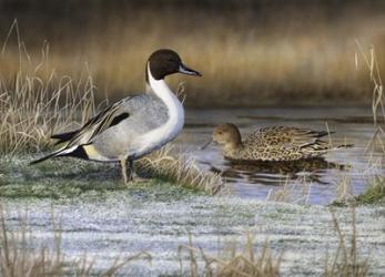 Pintail Ducks | Obraz na stenu