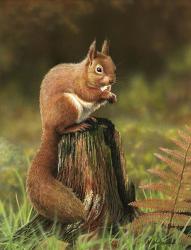 Red Squirrel | Obraz na stenu