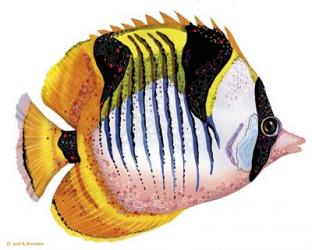 Fish 1 Red-Yellow | Obraz na stenu